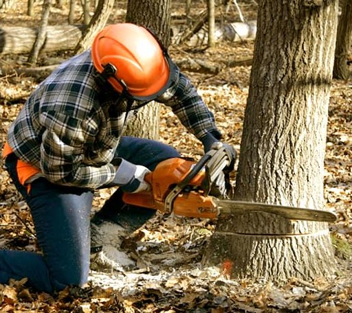 Tree Removal in Shelbyville, TX